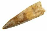Fossil Spinosaurus Tooth - Real Dinosaur Tooth #354748-1